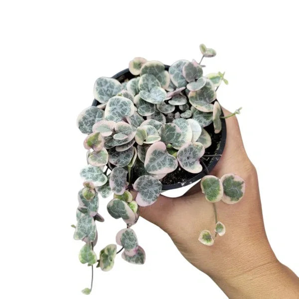 String of Hearts Variegated, Ceropegia woodii Variegata