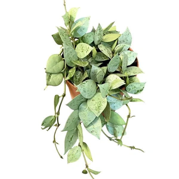 Hoya Krohniana Silver