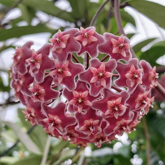hoya pubicalyx (single plant)