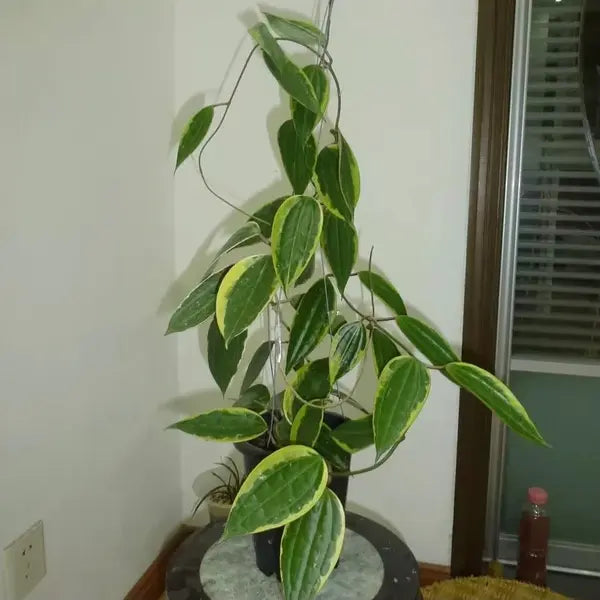 Hoya Macrophylla Variegated