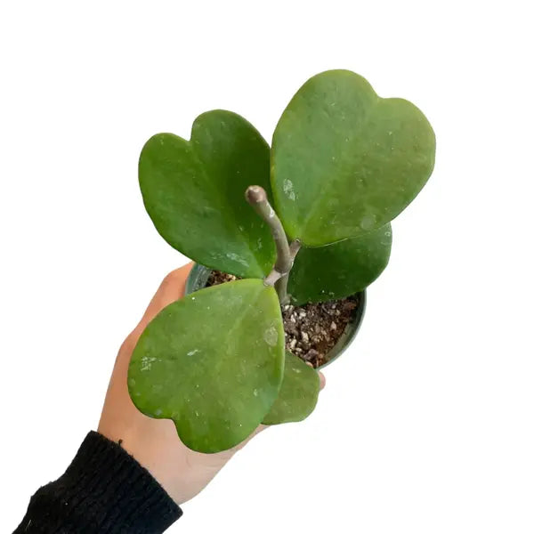 Hoya kerrii (Sweetheart Plant)