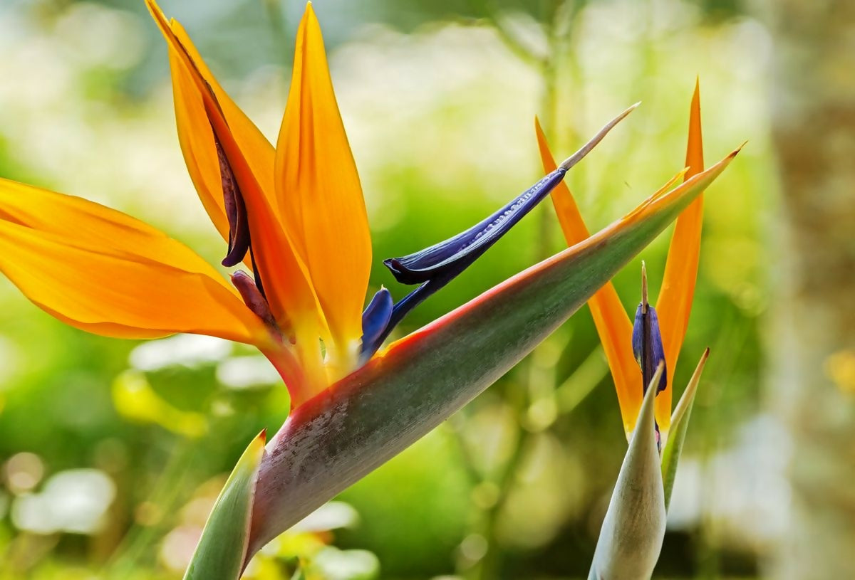 Bird of paradise (BOP)