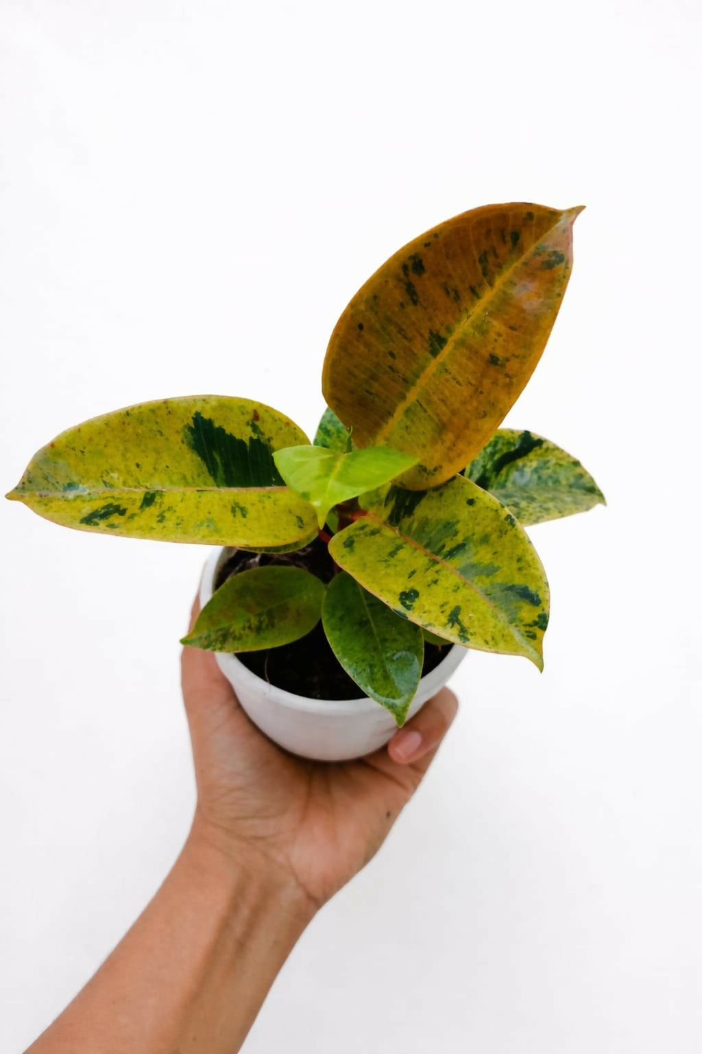 Variegated Ficus Rubber Plant - 15-25cm Height