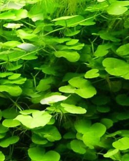 Hydrocotyle leucocephala/ Brazilian pennywort (3 stems)