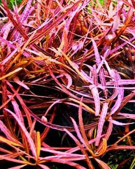 Hygrophila "Tiger"/ Hygrophila Sp. "Araguaia" (Pot)