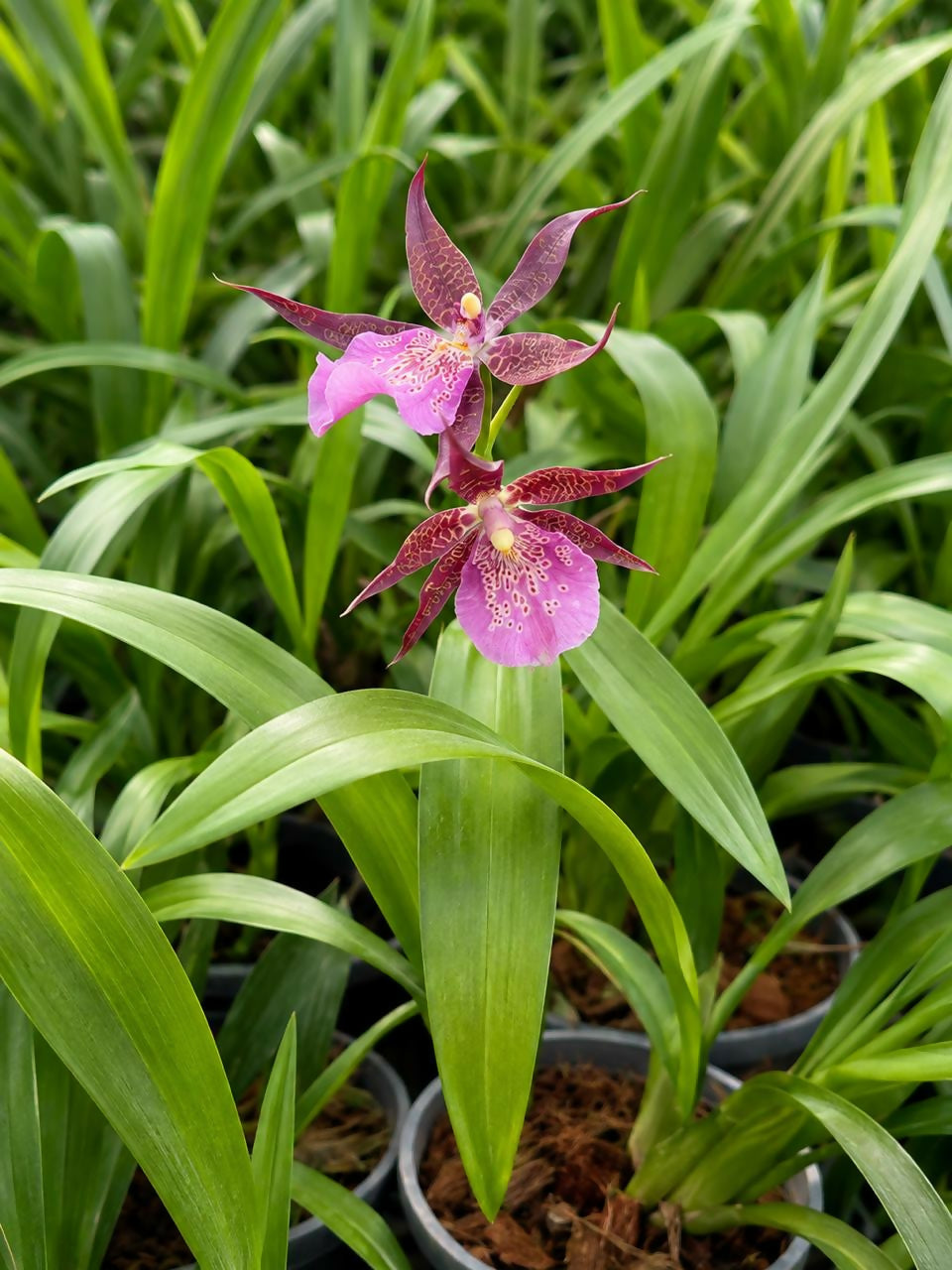Spider Orchid Oncidium