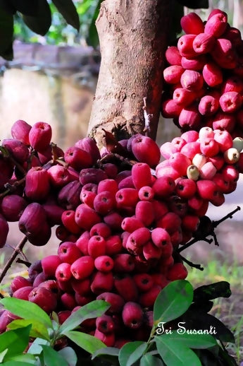 Jambu Bira Fruit Plant (Syzygium Sp)
