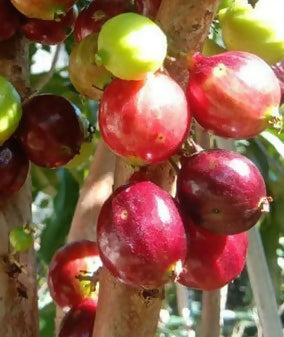 Red Lantern Jaboticaba