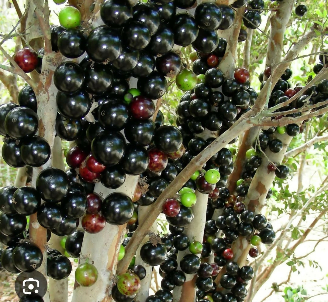 Presco Jaboticaba – Live Grafted - Keyfarm Wayanad
