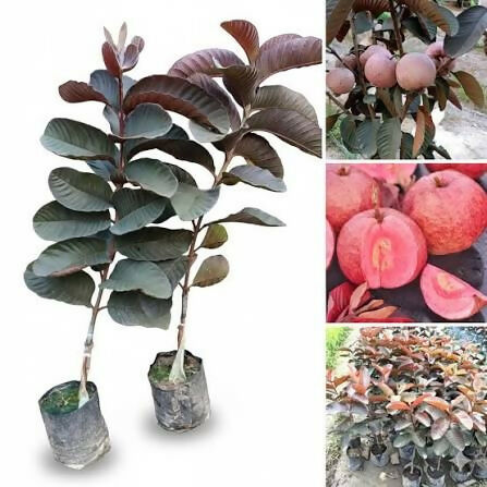 Black Diamond Guava Plant - Premium Fruit Tree - Keyfarm Wayanad