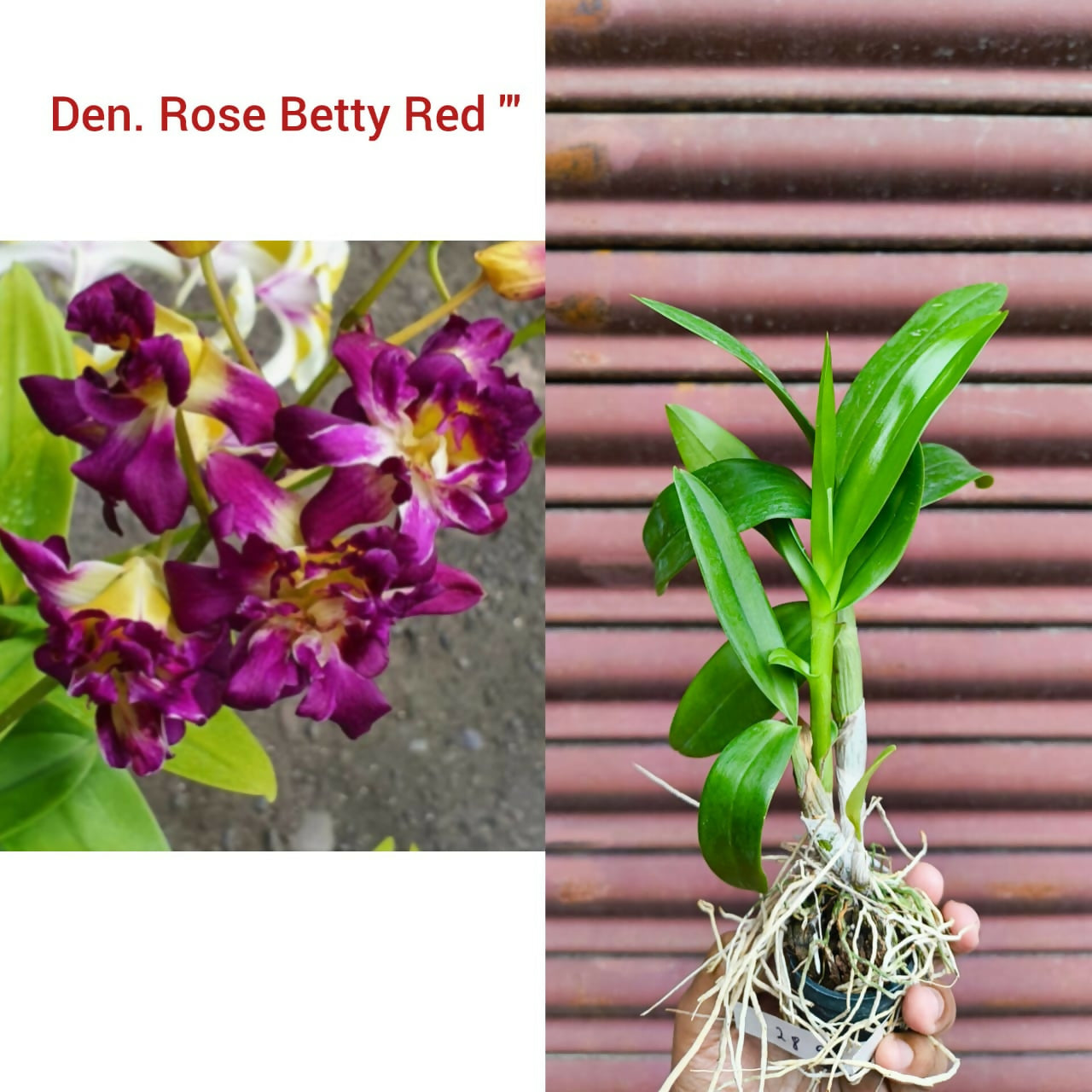 Dendrobium Orchid Betty Red