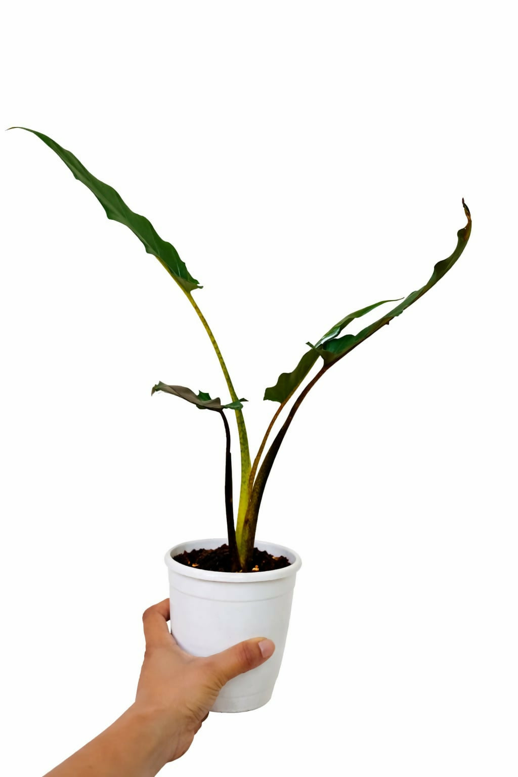 Alocasia lauterbachiana Big