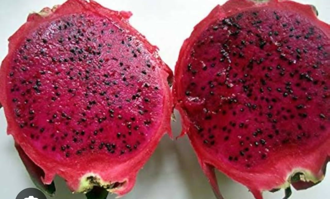 Red Dragon – Live Grafted Exotic Fruit Tree - Keyfarm Wayanad