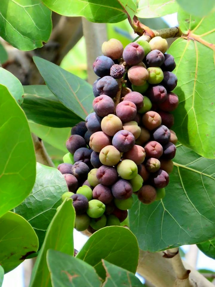 Sea Grape Live Plant (Coccoloba uvifera)