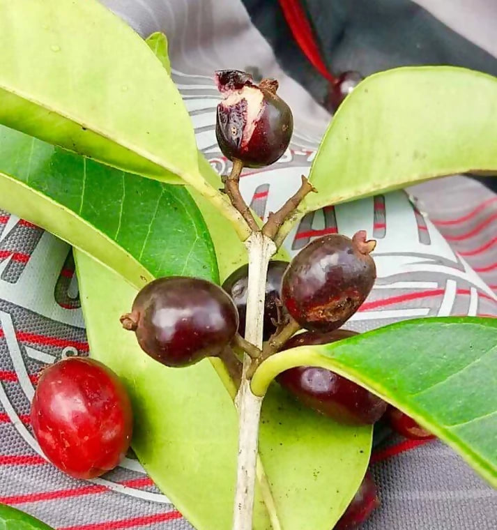 Cherry of the Paramirim Fruit Plant (Eugenia Oblongata)