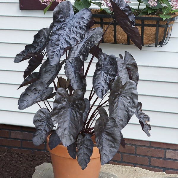 Colocasia electric blue ( 3.5 inch pot)