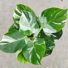 Philodendron White Wizard Live Plant – Rare Starter TC Plant – Foliages India