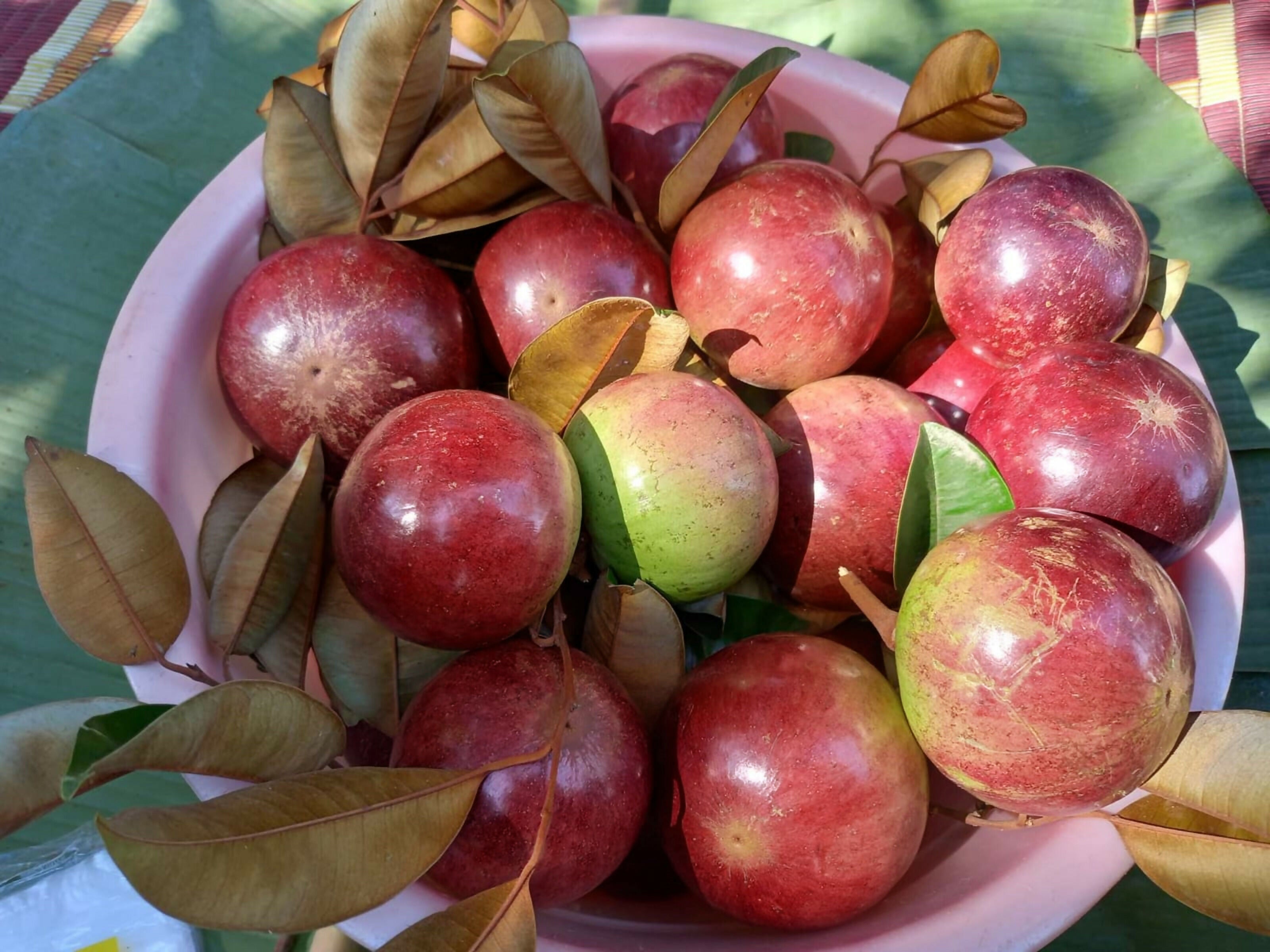 Red Star Apple Live plant (Chrysophyllum Cainito)