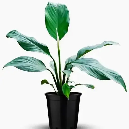 Peace Lily, Spathiphyllum Plant - BIG