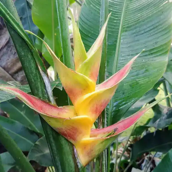 Heliconia Caribaea Flash