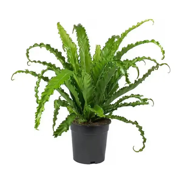 Asplenium Venus Bird's Nest Fern