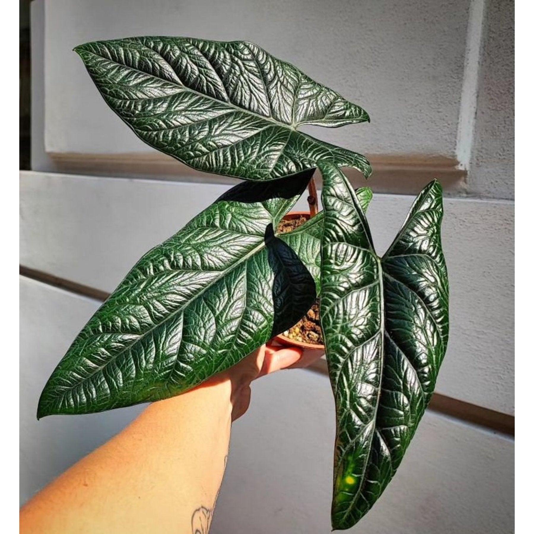 Alocasia Scalprum live plant Aloevera Greens view 1 buy online Foliages.in