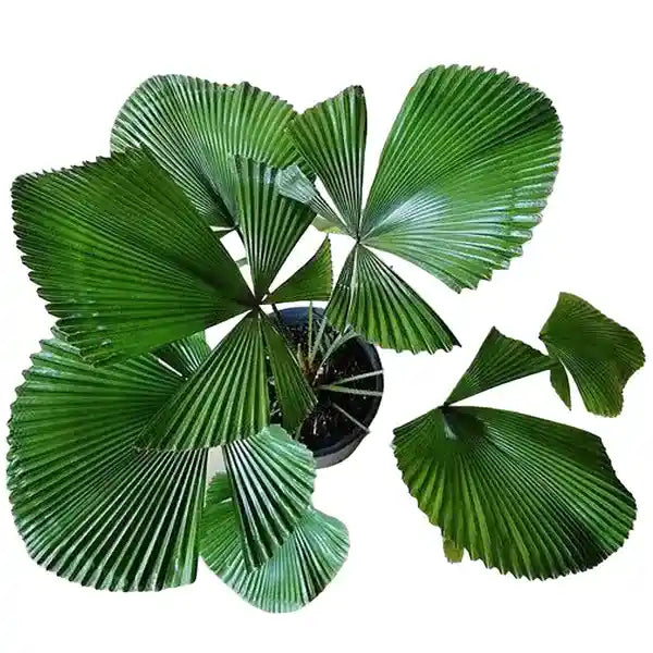 Licuala Cordata Sp Borneo Palm Tree | Licuala cordata , split leaf form