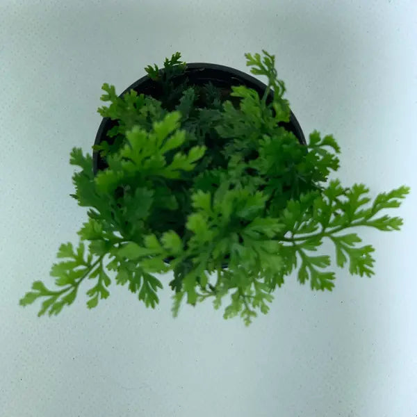 Mini Bolbitis Fern