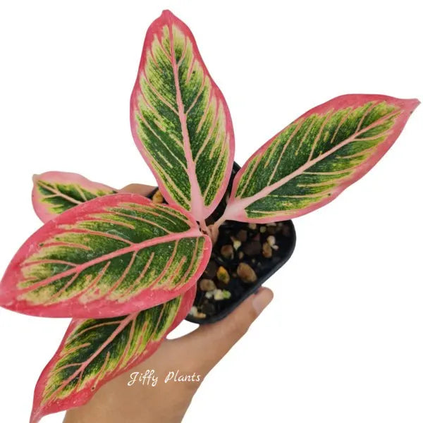 Aglaonema Lotus Delight - Rare
