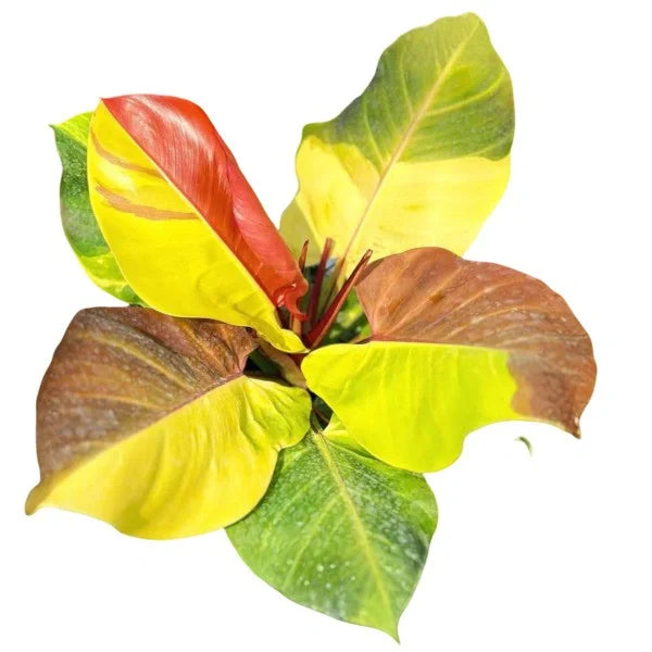 Philodendron Yellow Flame Variegated - Very Rare