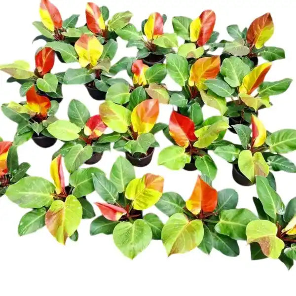 Philodendron Yellow Flame Variegated - Very Rare