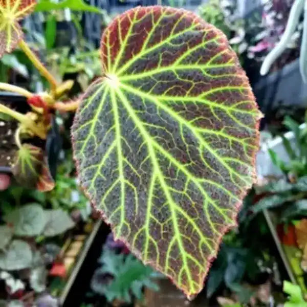 Begonia chloroneura