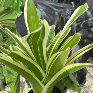 Bromeliads Neoregelia Bossa Nova