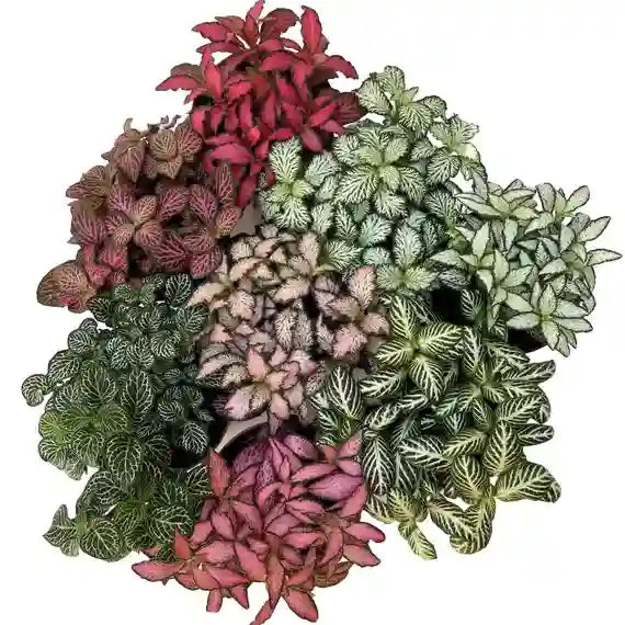 Pink Nerve Plant - Fittonia