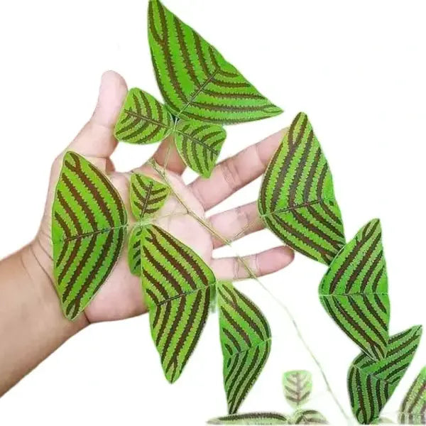 Christia Obcordata Plant