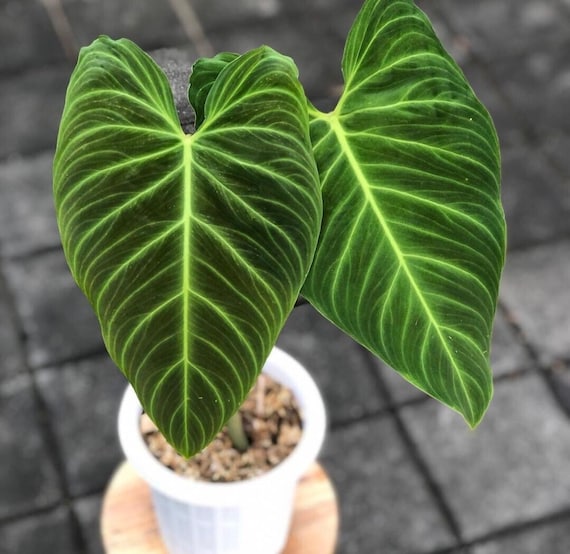 Philodendron Splendid