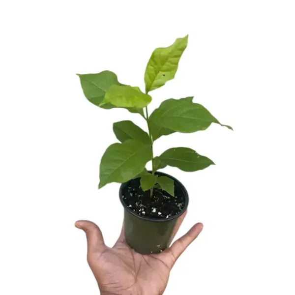 Peanut Butter Fruit Plant - Live Tropical Fruit
