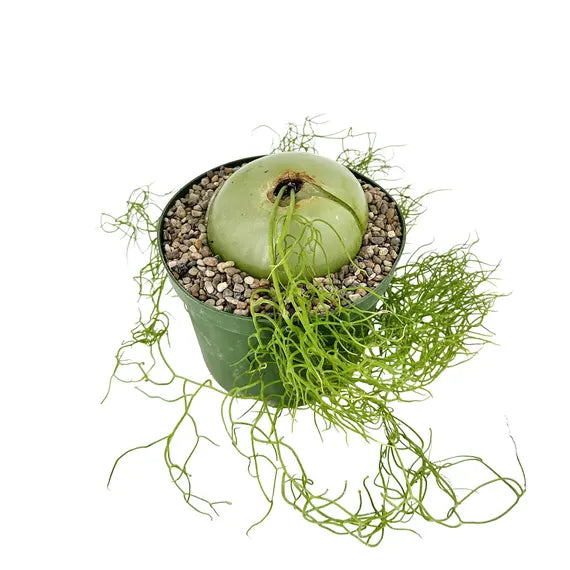 Bowiea Volubilis, Climbing Onion - Bulb