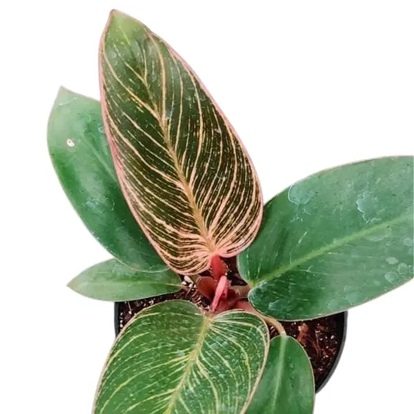 Philodendron Pink Birkin Plant