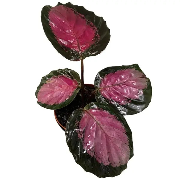 Calathea Rusco: The New Hybrid Beauty with a Pinkish Tinge, Dark Green Border, and Thin White Edges!
