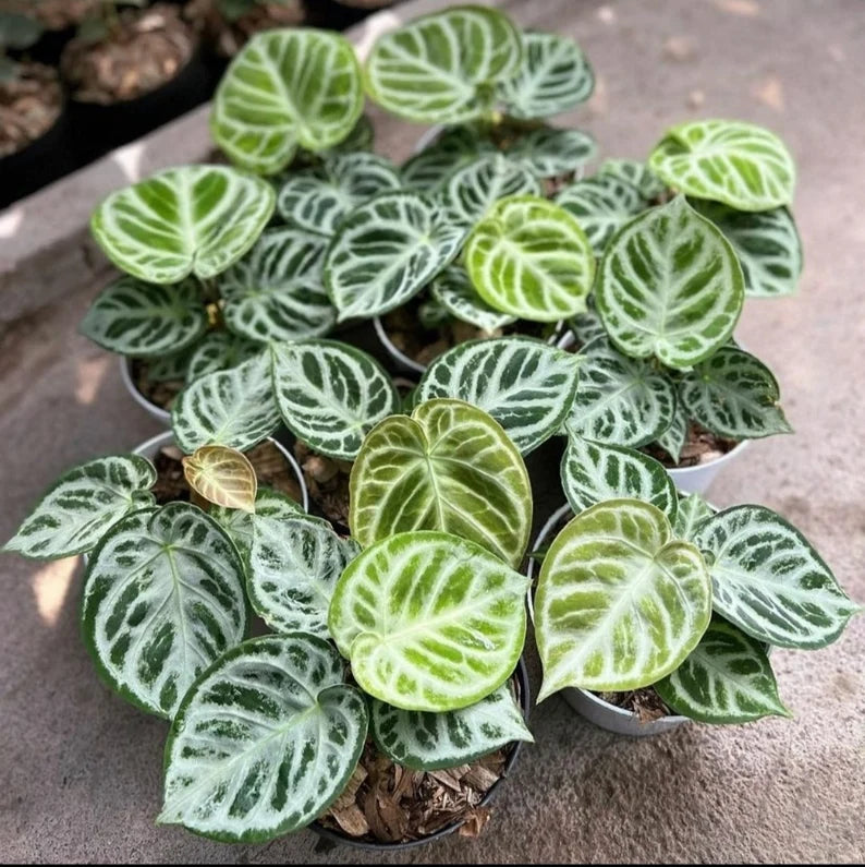 Dorayaki Domino Pure - Rare