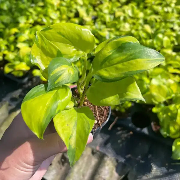 Neon Joy Pothos, Epipremnum Neon Njoy - Rare