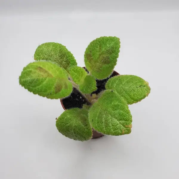 Episcia 'Harmony's Slinky Pink - Pink Flower