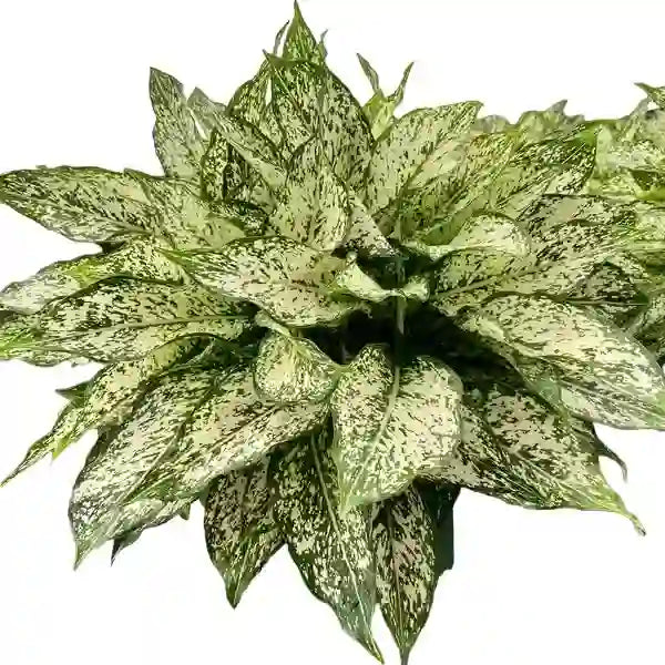 Aglaonema Snow white