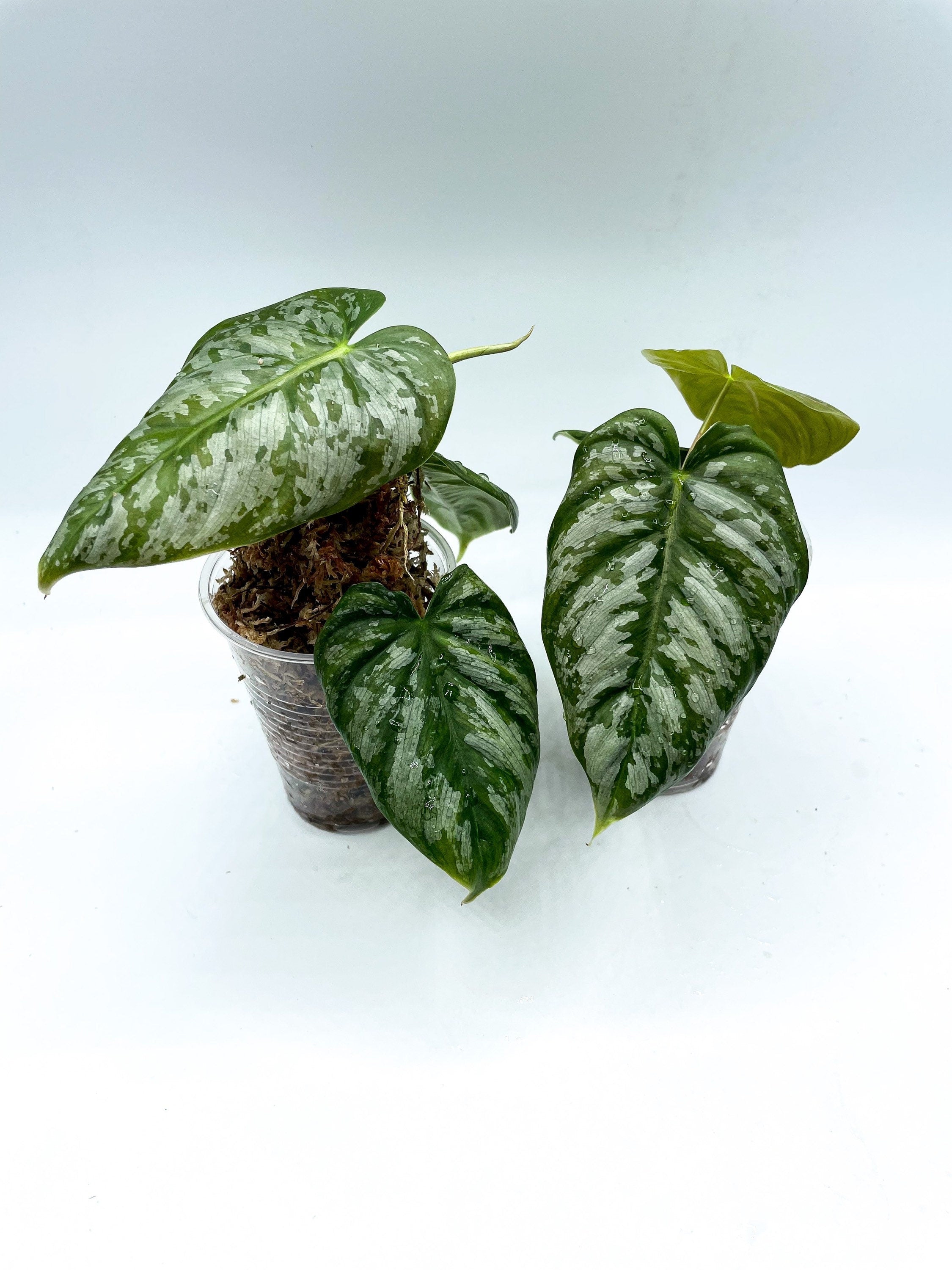 Philodendron Brandtianum Wild Form