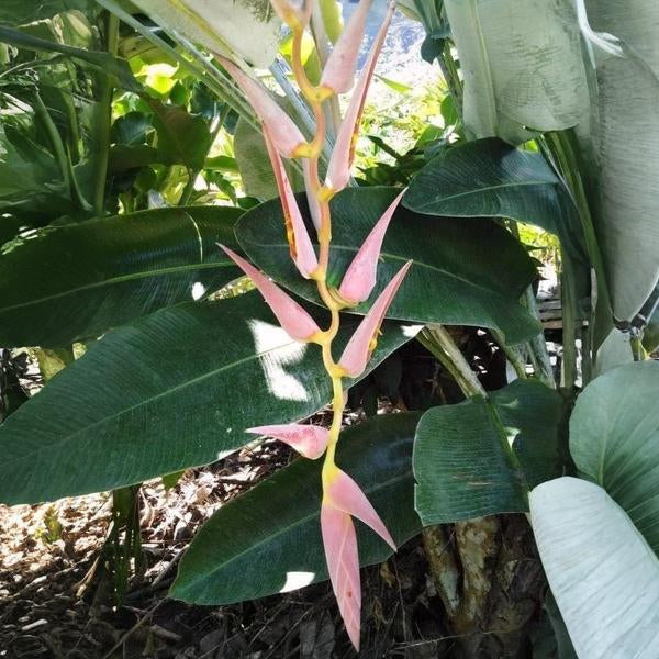 Heliconia penduloides Perfect Darling