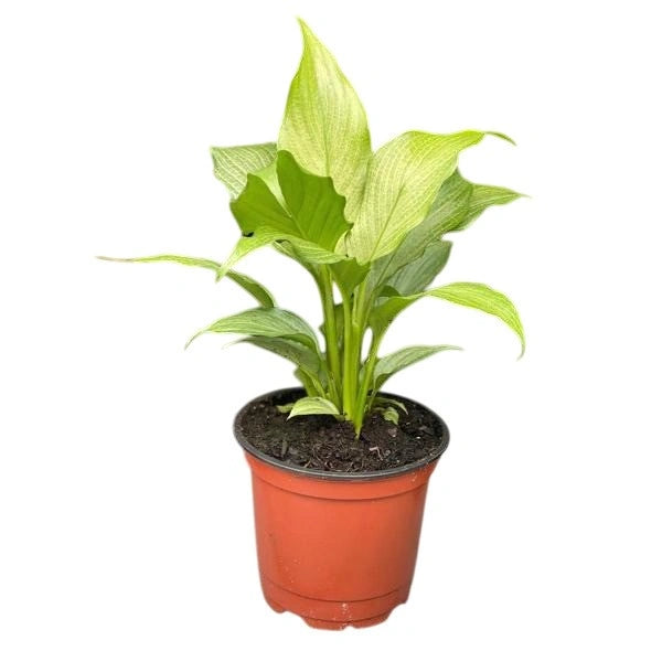 Peace Lily Golden