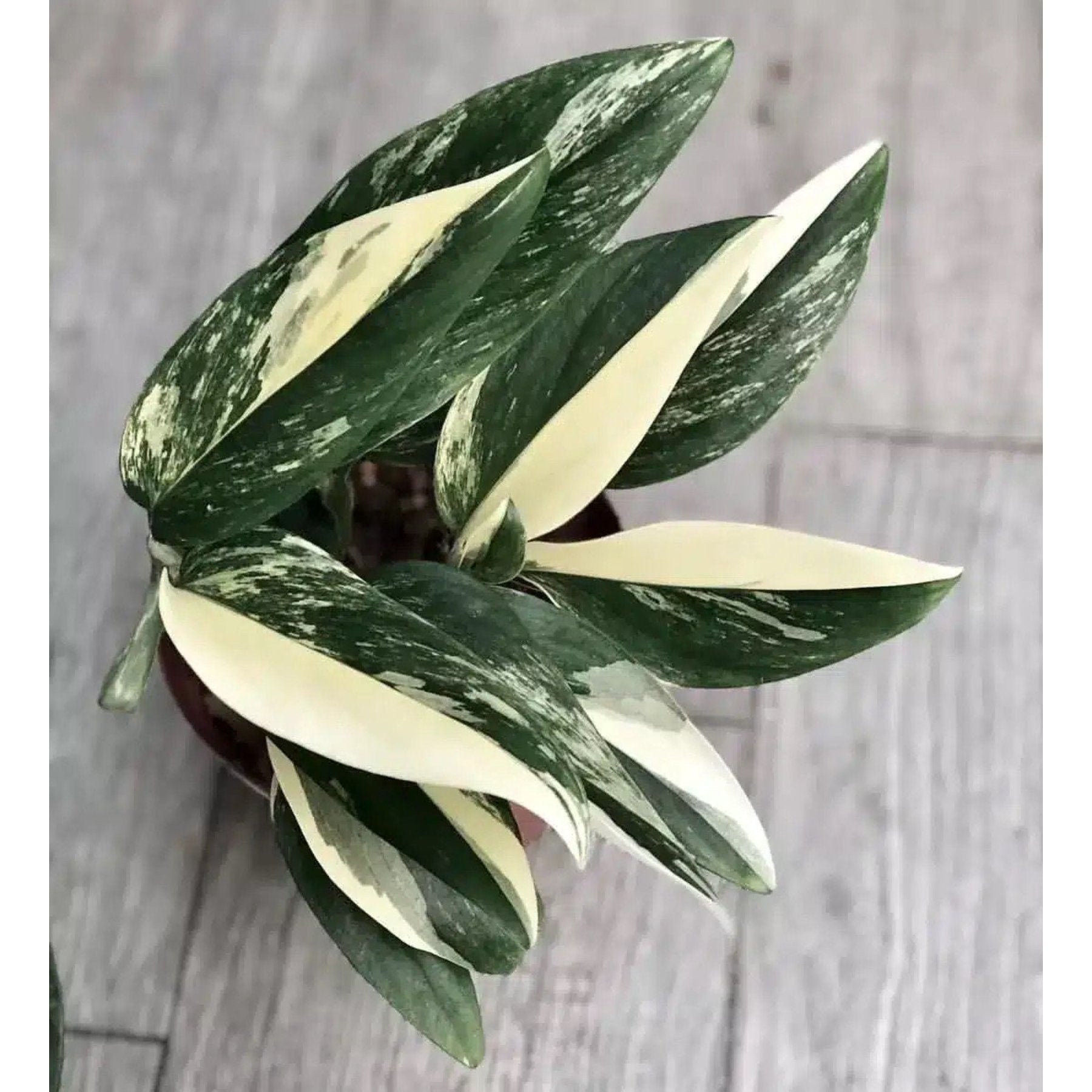 Monstera Standleyana Albo Variegated – Stunning white and green variegated Monstera foliage – Foliages India