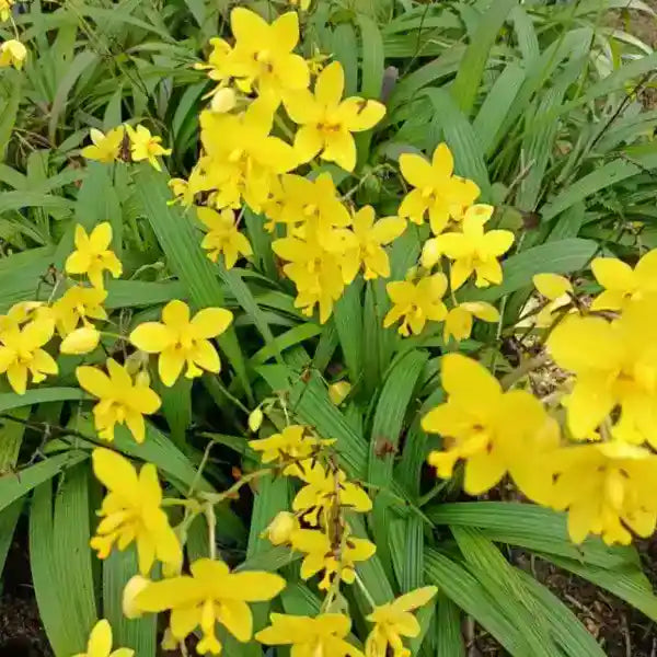 Spathoglottis Plicata Yellow Ground Orchid