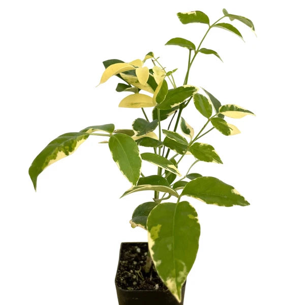 Variegated Tecoma Plant, Pandorea